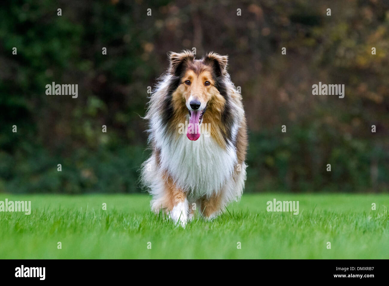 Rough Collie Long Haired Collie Dog On Lawn In Garden Stock