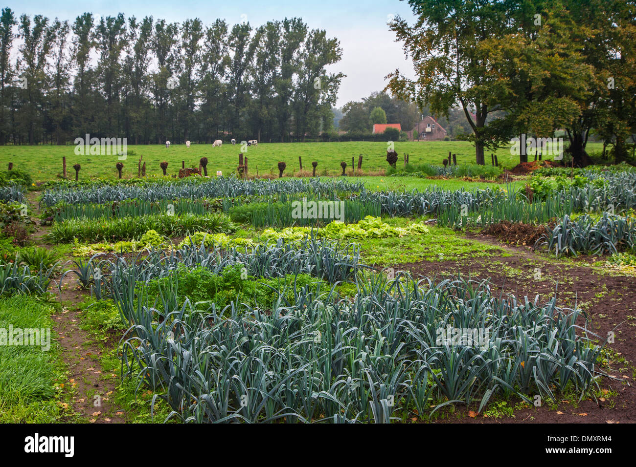 Salad, leek beds and other vegetables / greens growing in kitchen garden / vegetable gardens / potager Stock Photo