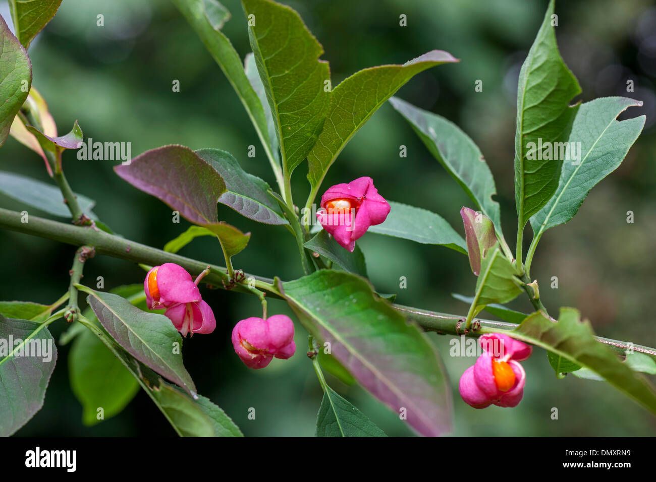 European spindle / common spindle (Euonymus europaeus) close-up of ripe fruit showing bright orange seeds Stock Photo