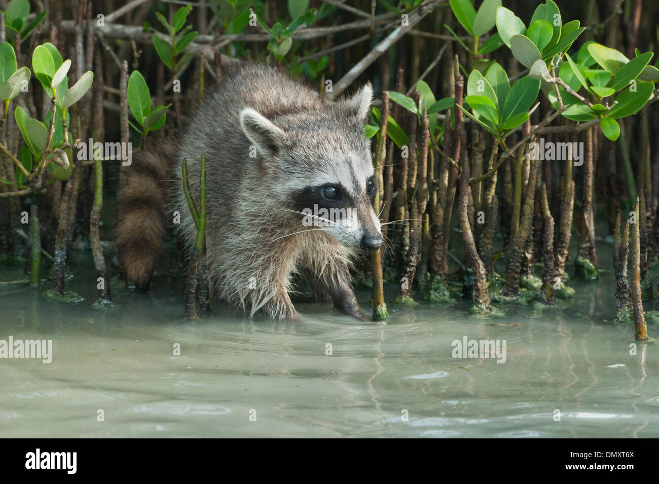 Pygmy Raccoon (Procyon pygmaeus) Critically endangered, Cozumel Island, Mexico. Stock Photo