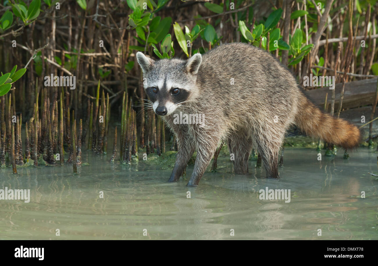 Pygmy Raccoon (Procyon pygmaeus) Critically endangered, Cozumel Island, Mexico. Less than 500 remain in existence. Stock Photo