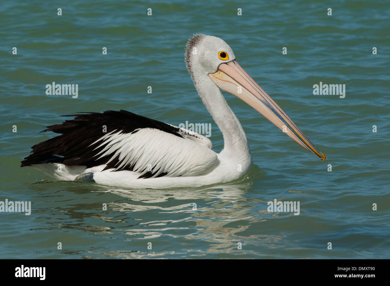 Australian Pelican (Pelecanus conspicillatus) Wild, Rottnest Island, Western Australia Stock Photo