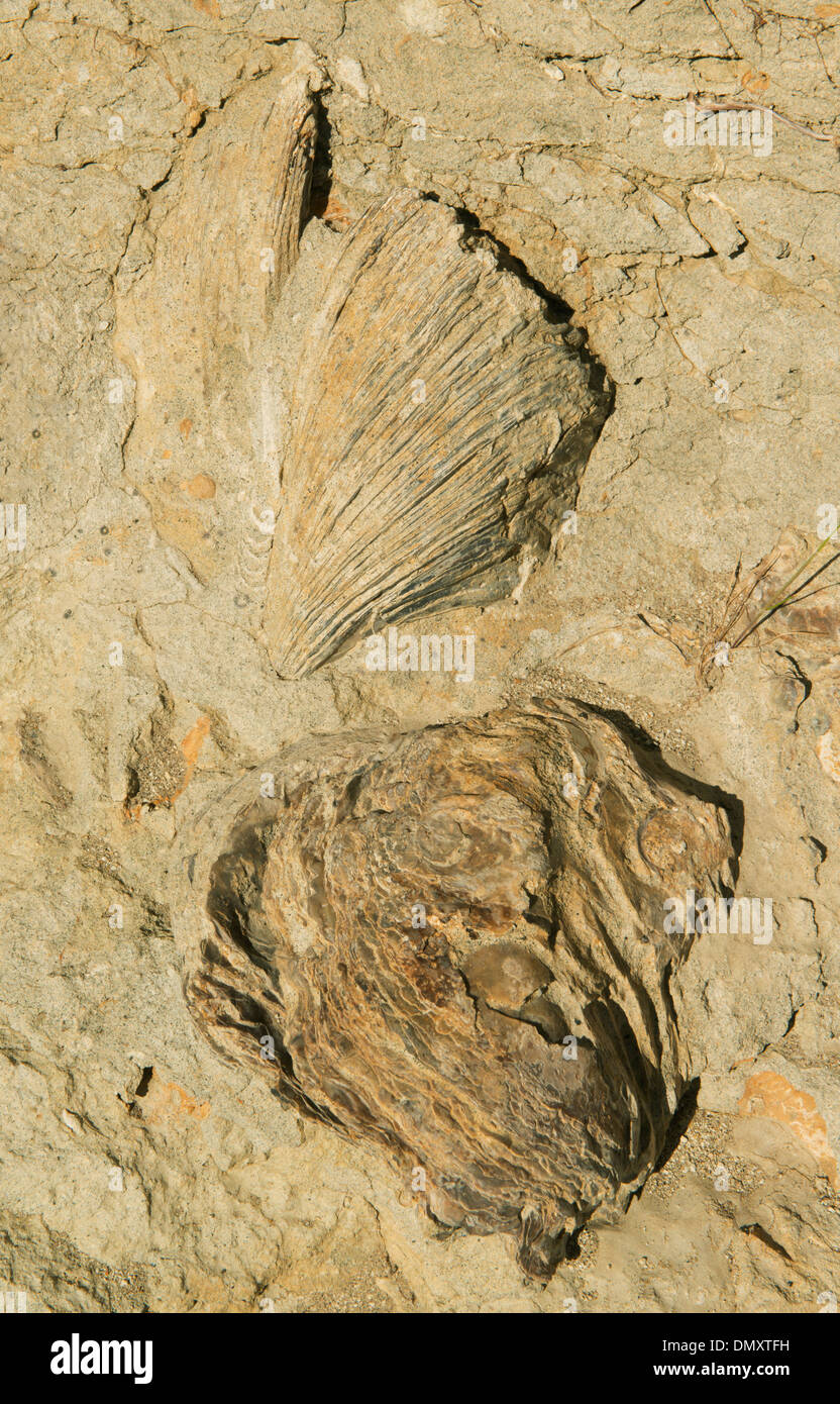 Fossil Oyster shells, Monte Leon Formation, Miocene age, Ria de Puerto Deseado, Santa Cruz Province, Argentina Stock Photo