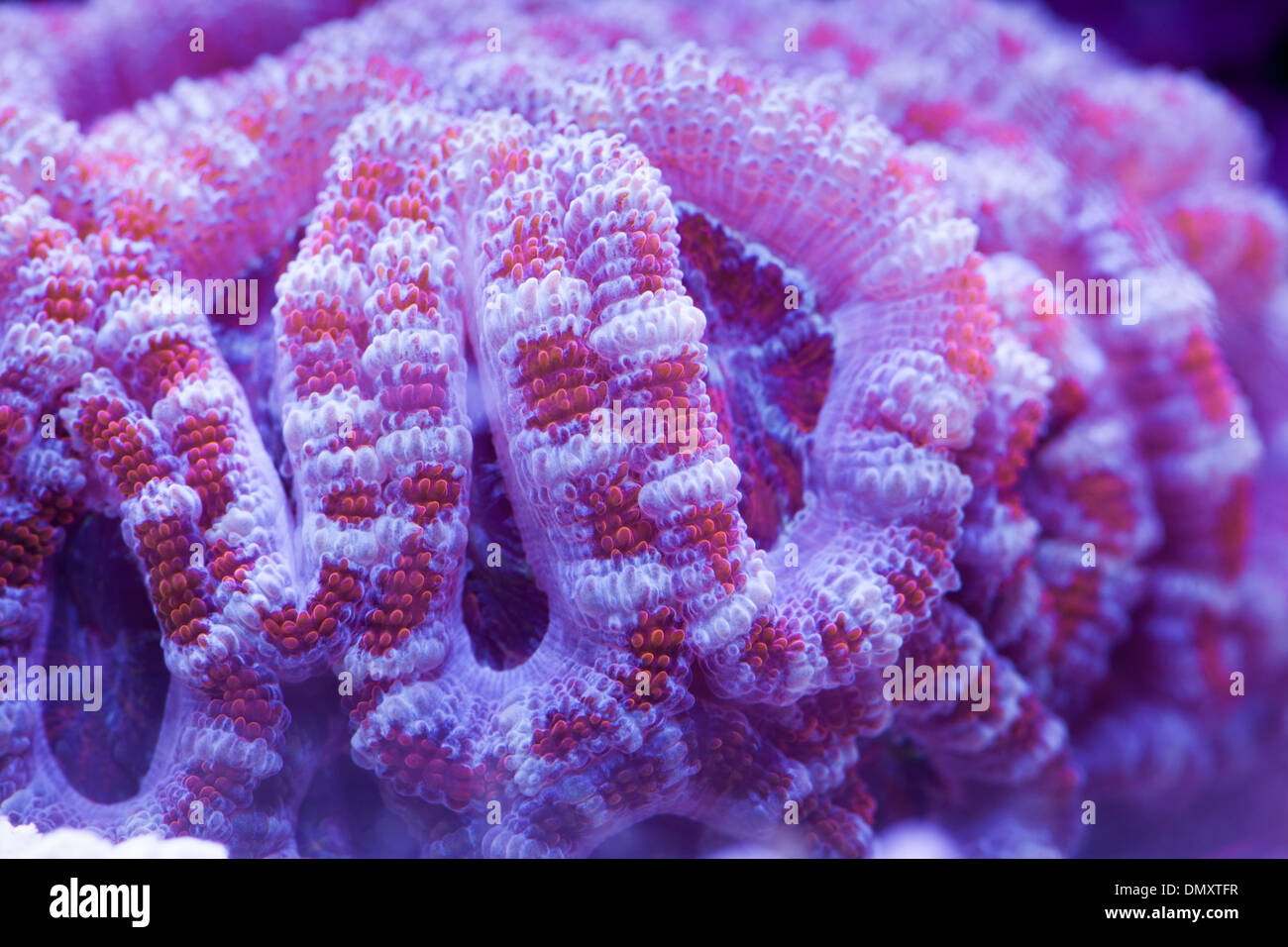 Acan Coral Stock Photo