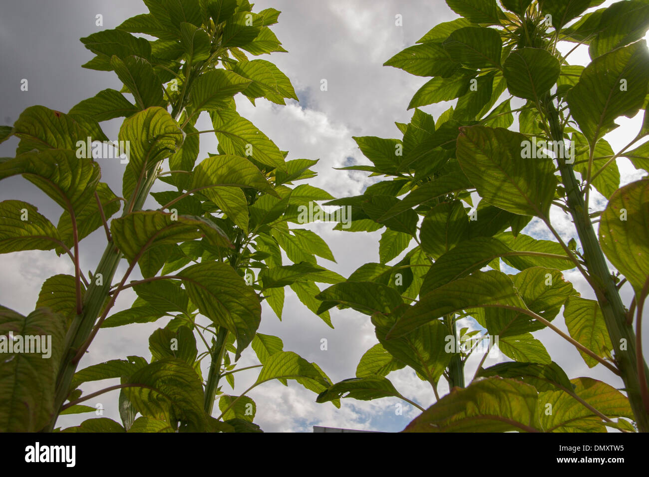 amaranth plants Stock Photo