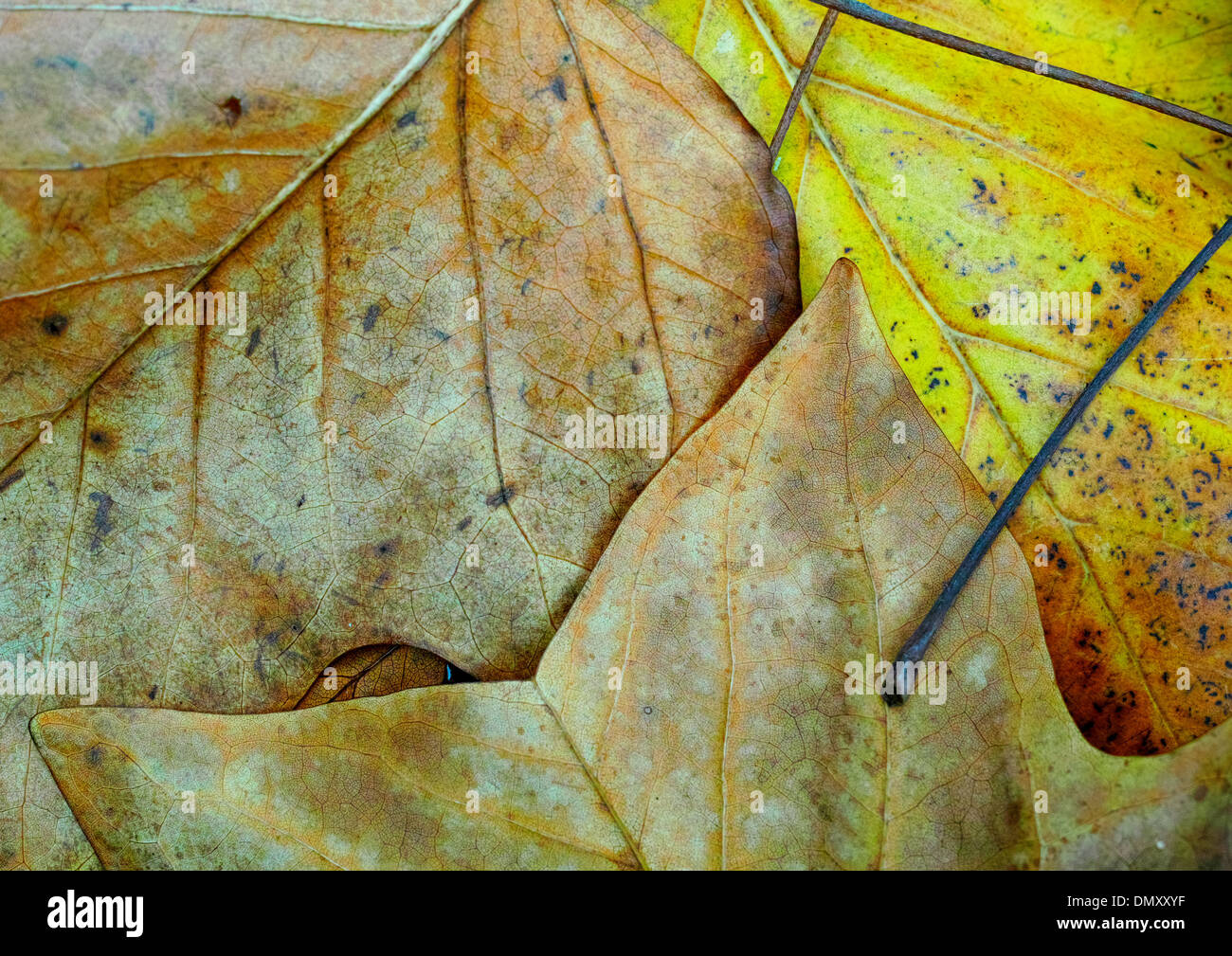 Autumn leaves in colour hi-res stock photography and images - Alamy