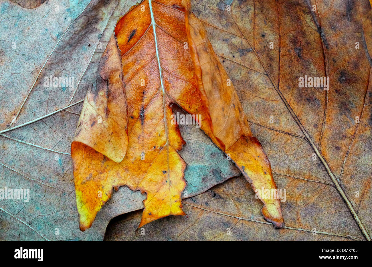 Autumn leaves in colour hi-res stock photography and images - Alamy