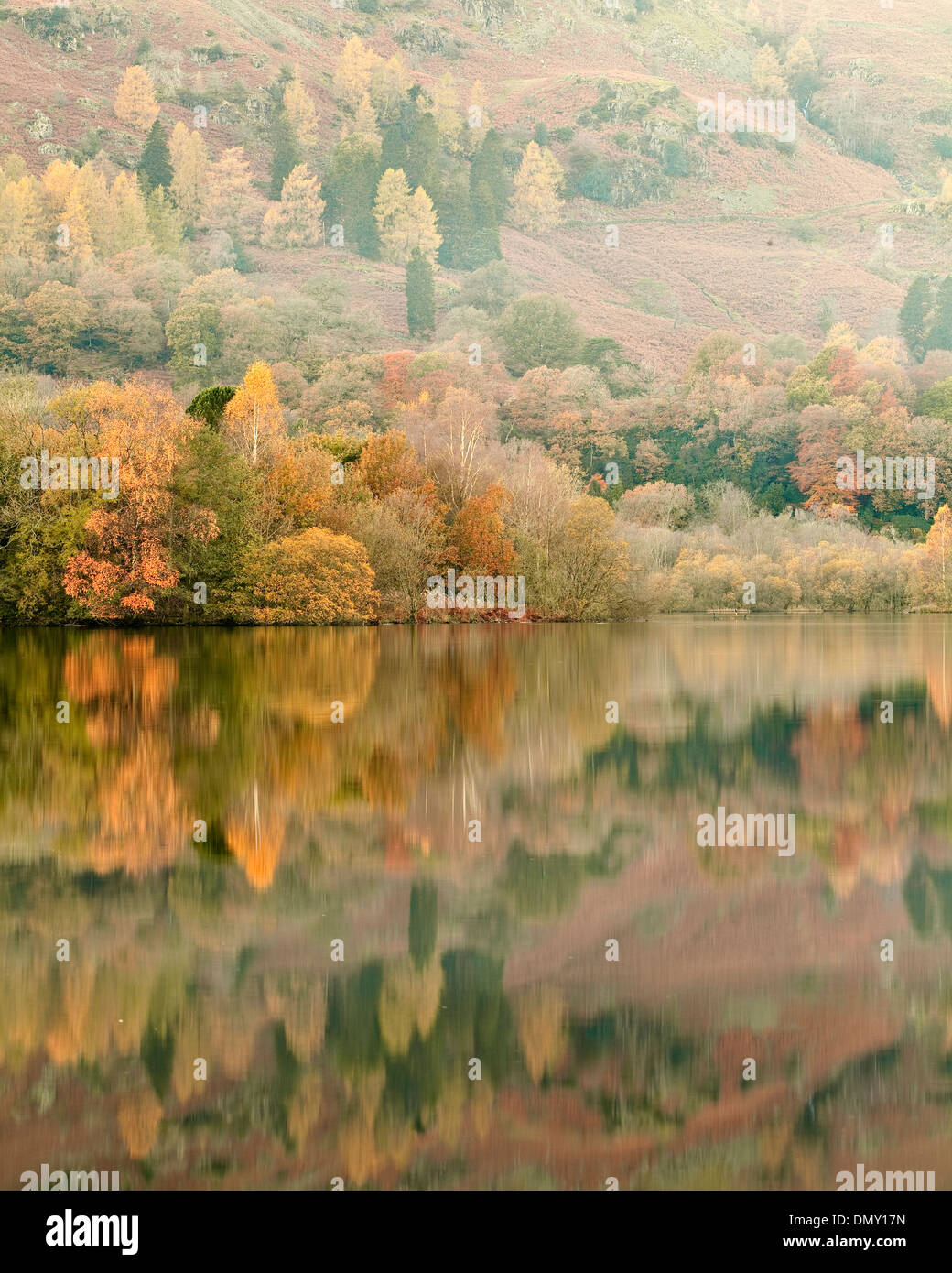 Autumn colours reflected into Grasmere lake in the Lake District national park. Stock Photo