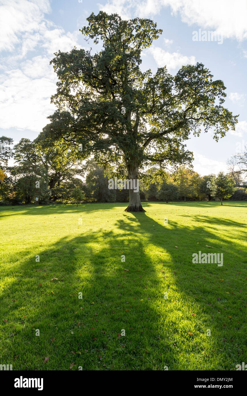 Tree casting shadow in park, Cahir, Co. Tipperary, Ireland Stock Photo