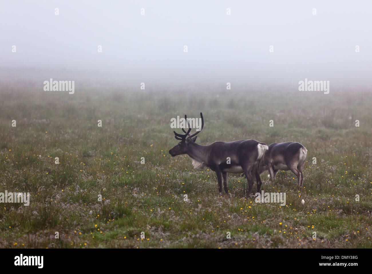 Deers Couple at Foggy Field in Iceland. Horizontal shot Stock Photo