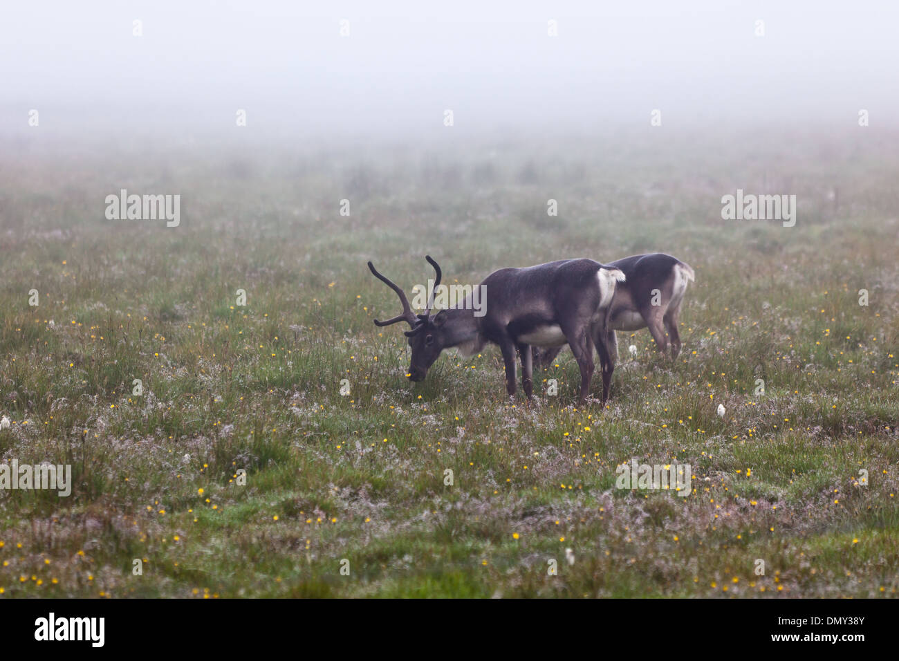 Deers Couple at Foggy Field in Iceland. Horizontal shot Stock Photo