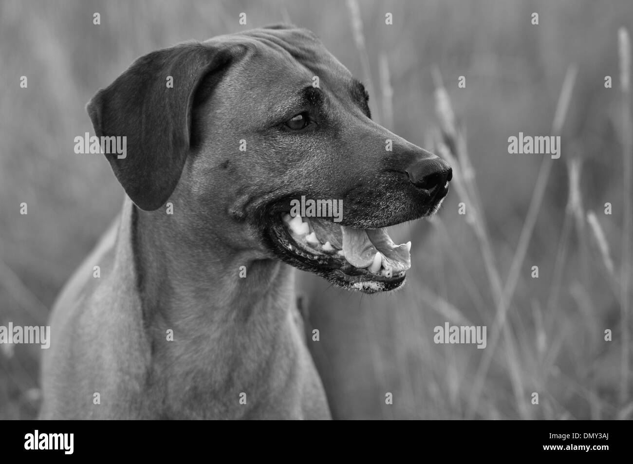 Black and white head and shoulders portrait of a Rhodesian Ridgeback dog Stock Photo
