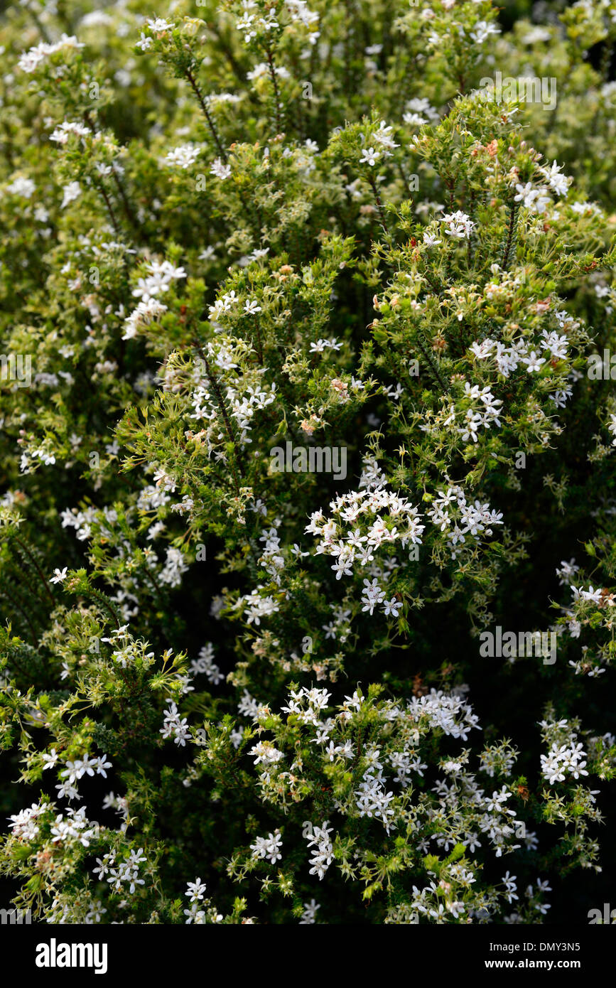 agathosma mucronulata white flowers evergreen aromatic shrub Stock