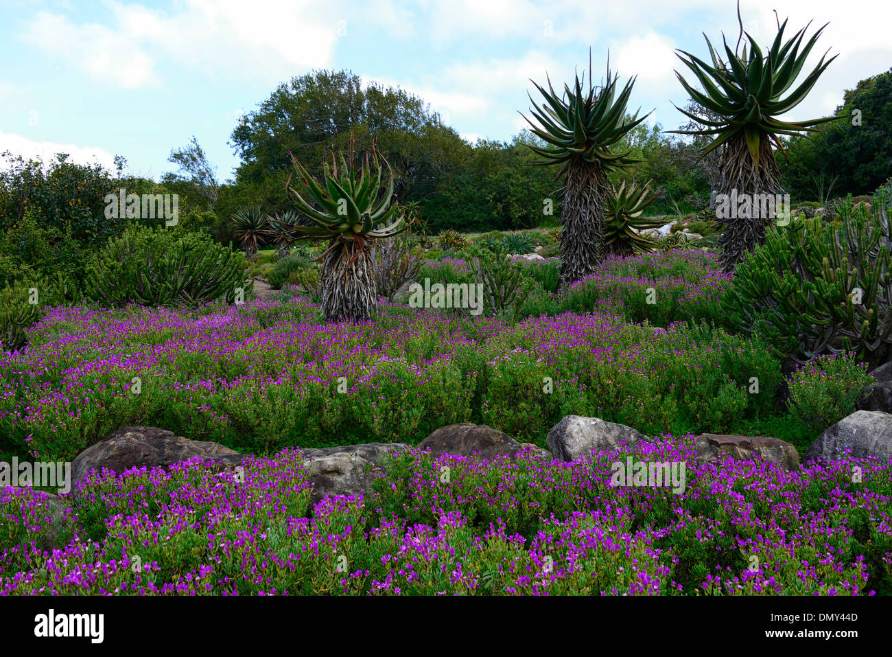 aloe arborsecens x ferox underplanted underplanting lampranthus amoenus contrast contrasted contrasting plants colour colours Stock Photo