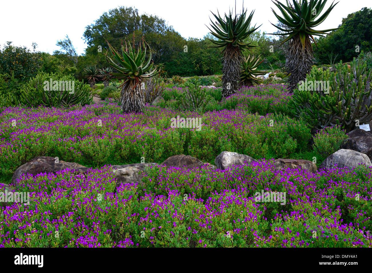 aloe arborsecens x ferox underplanted underplanting lampranthus amoenus contrast contrasted contrasting plants colour colours Stock Photo