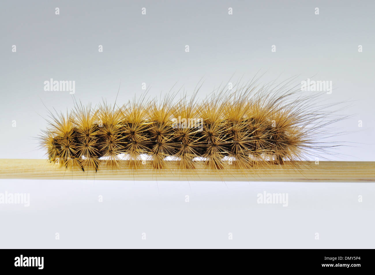 Ruby Tiger moth larva,Phragmatobia fuliginosa, on a stick.Macro. Stock Photo