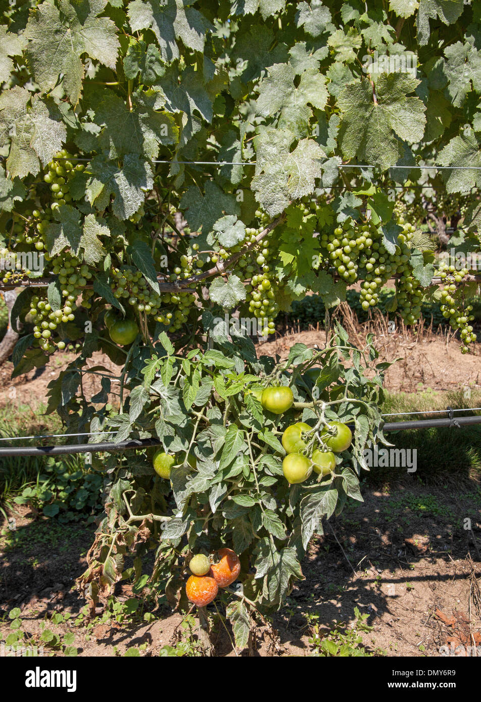 Grapes (fruit)  and tomatoes (vegetable) both ripening in the same location. Stock Photo