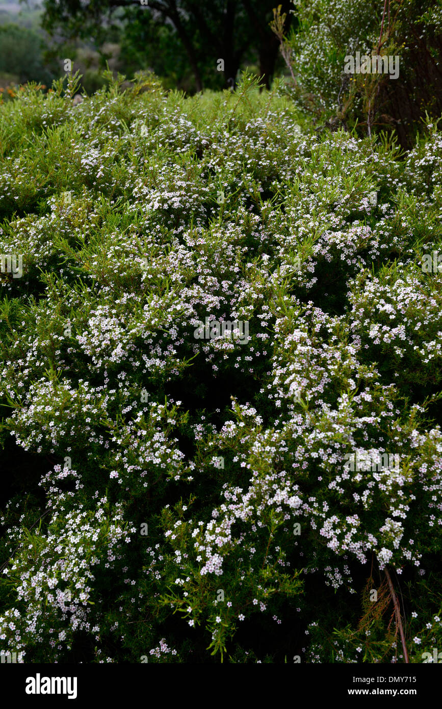 coleonema album kliphuis white flowers bloom blooming shrub Cape May white confetti bush aasbossie klipboegoe Stock Photo