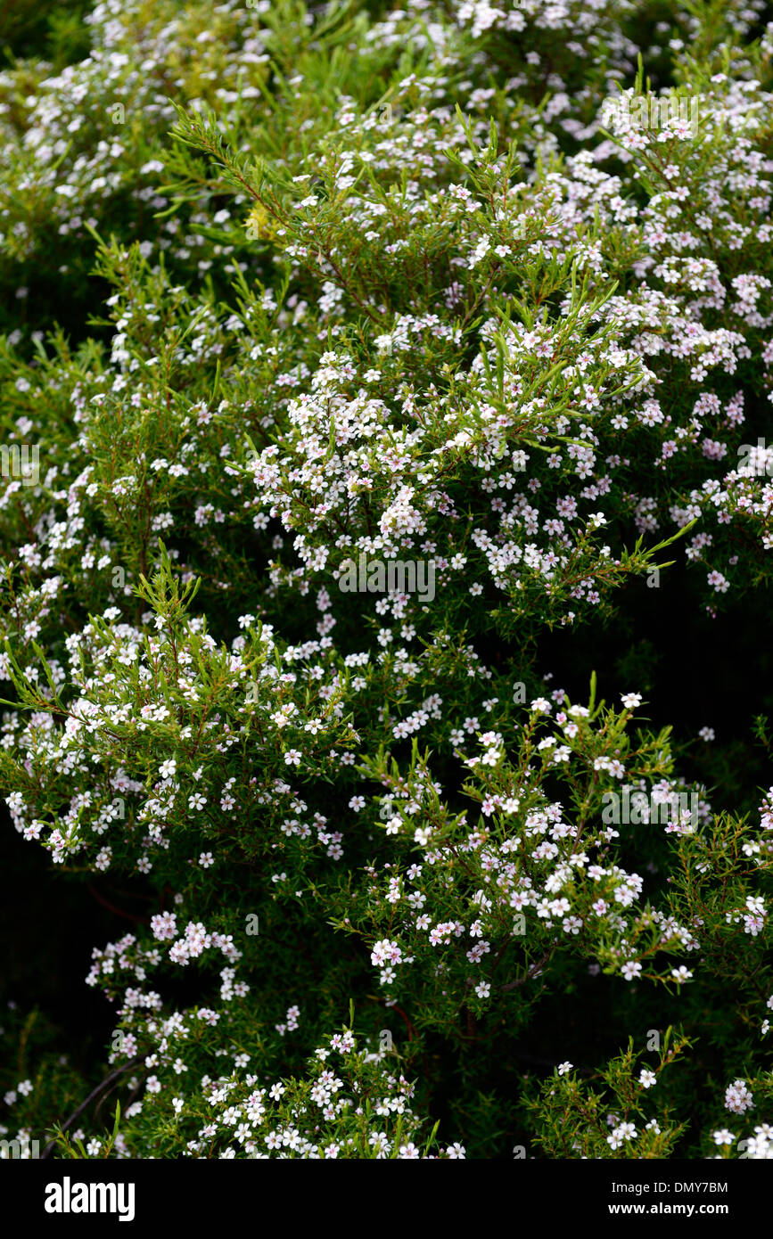 coleonema album kliphuis white flowers bloom blooming shrub Cape May white confetti bush aasbossie klipboegoe Stock Photo