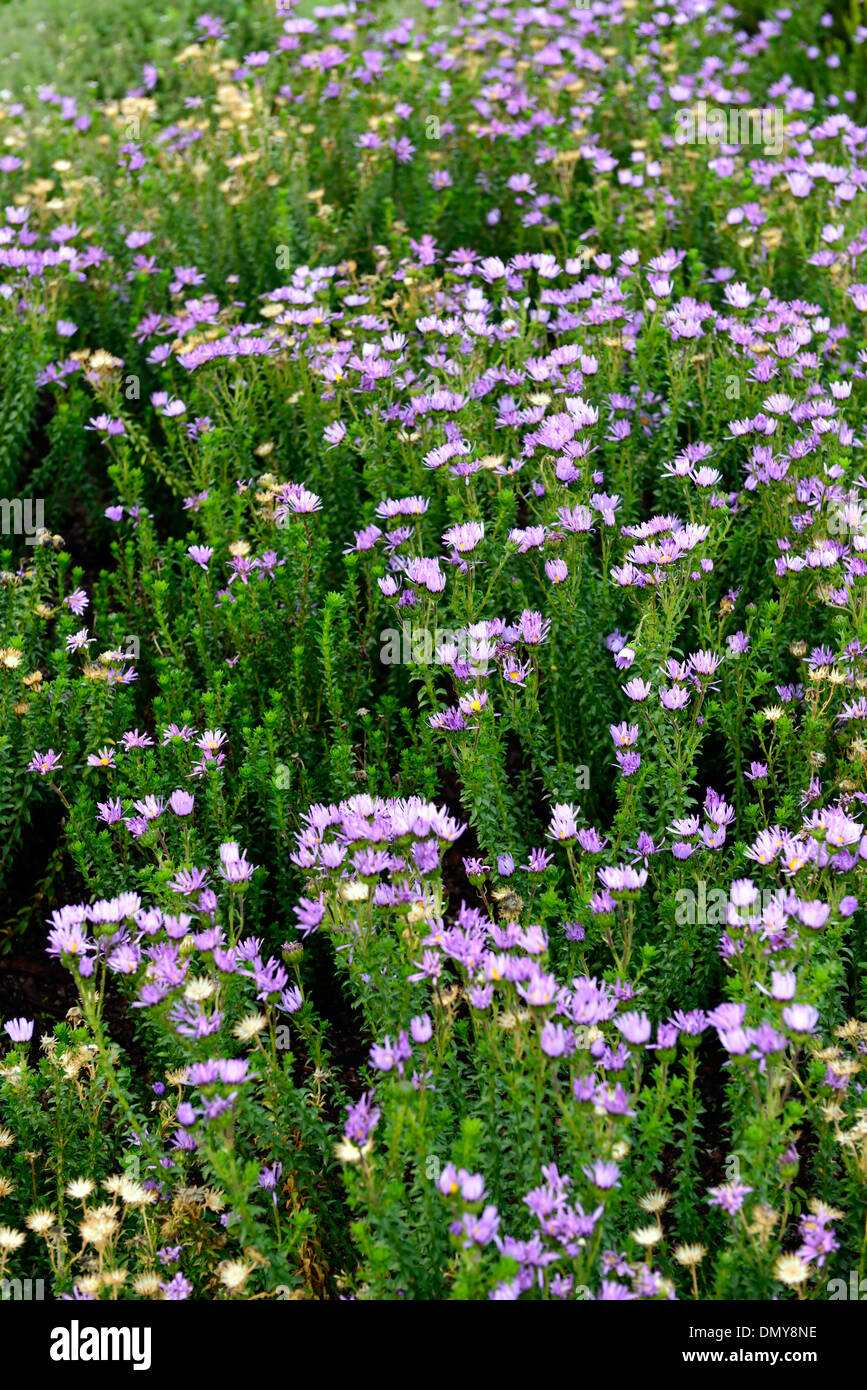felicia echinata Dune Daisy Prickly Felicia pink purple flowers flower bloom blooming Stock Photo