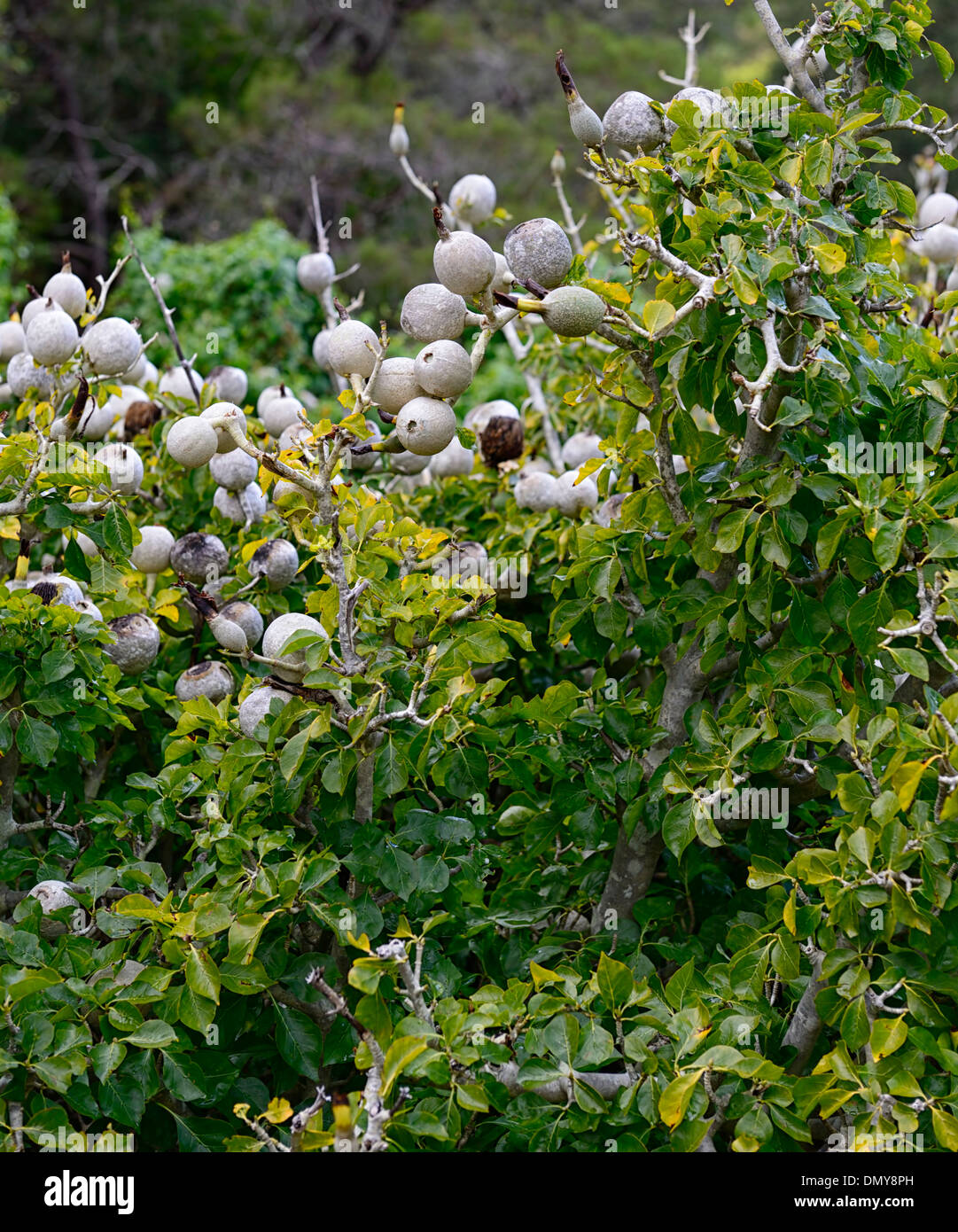 gardenia thunbergia White Gardenia Fruit fruits shrub buffelsbal Stock Photo