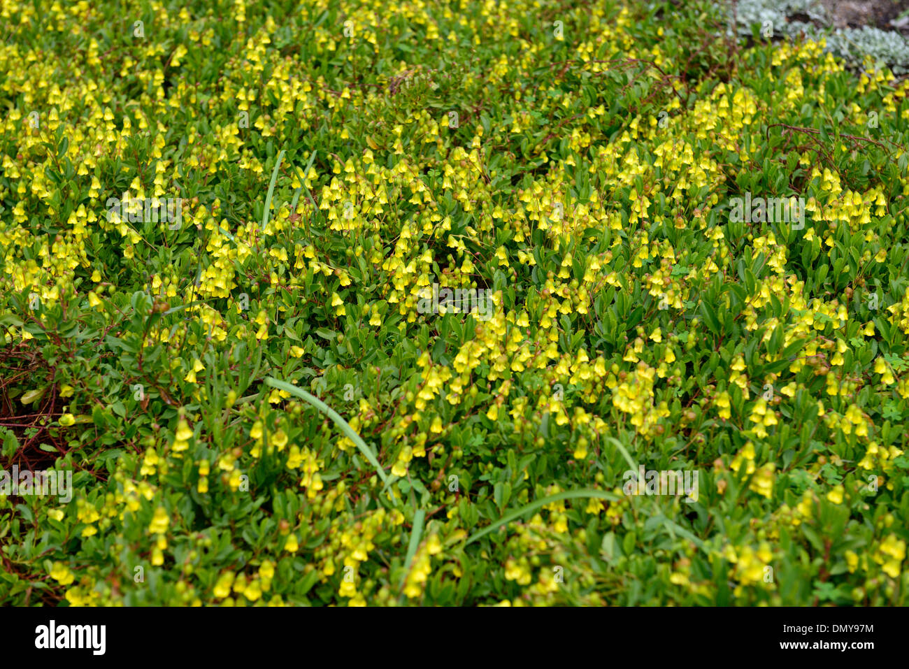 hermannia saccifera yellow flowers flowering shrub bloom blooming shrubs Stock Photo