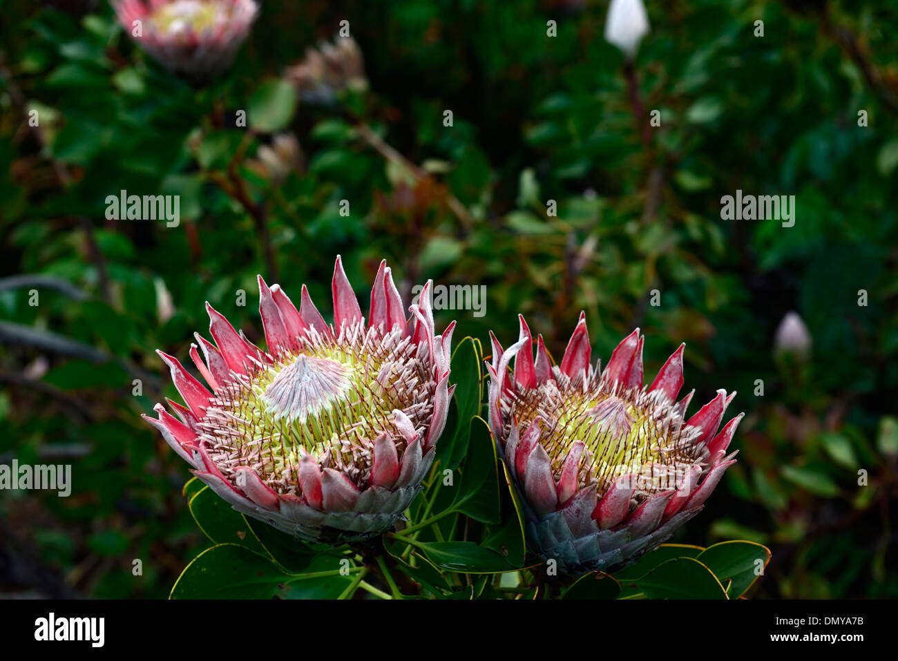 King protea Protea cynaroides Fynbos Giant Protea Honeypot King Sugar Bush south african national flower Stock Photo