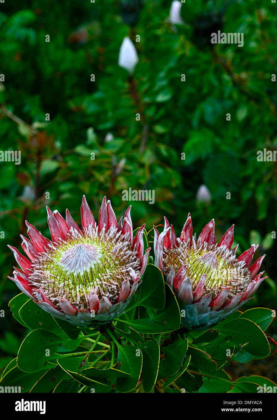 King protea Protea cynaroides Fynbos Giant Protea Honeypot King Sugar Bush south african national flower Stock Photo