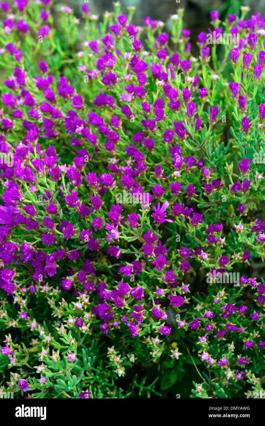lampranthus amoenus Showy Vygie Flowers pink purple bloom blooming Stock Photo