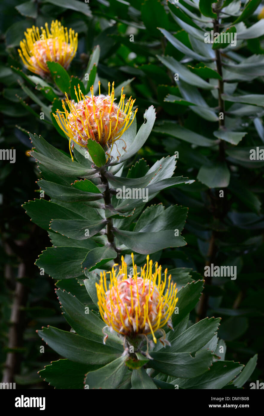 leucadendron teretifolium yellow pincushion protea flowers bloom blooming Stock Photo Alamy