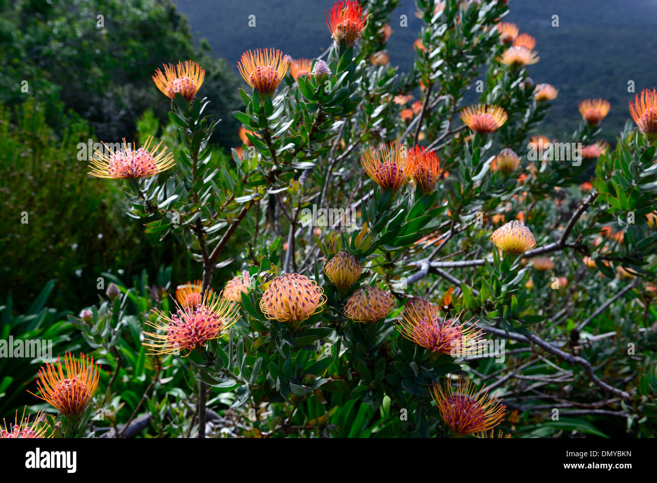 leucospermum cordifolium orange flowers pincushion protea bloom