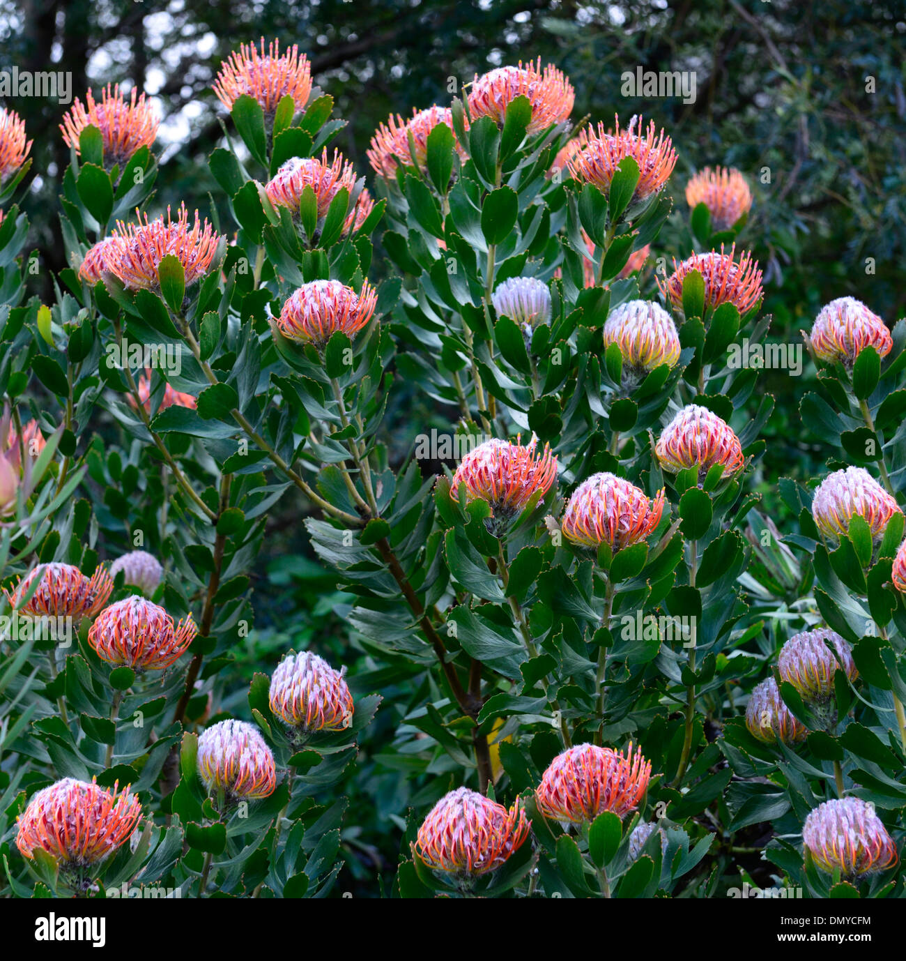 leucospermum glabrum orange flowers pincushion protea bloom blooming