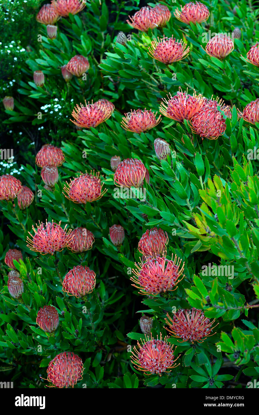 Leucospermum 'Scarlet Ribbon' (Pincushion)