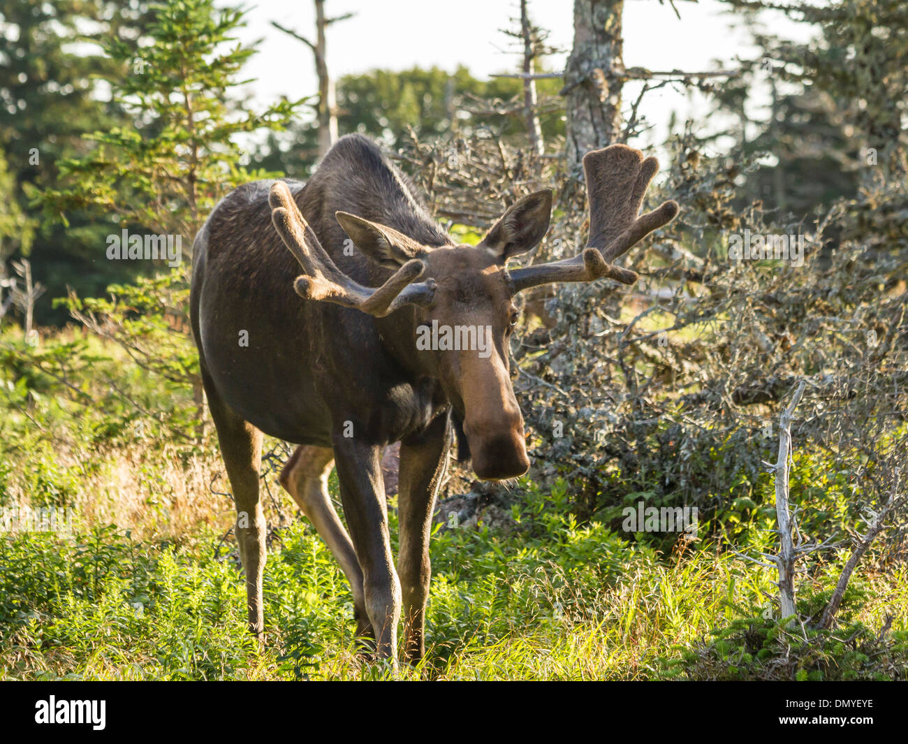 A Bull Moose Standing In A Field Off The Skyline Trail In Cape Breton Highlands Nova Scotia