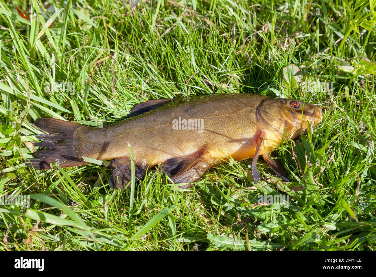 Large freshwater tench on the grass Stock Photo