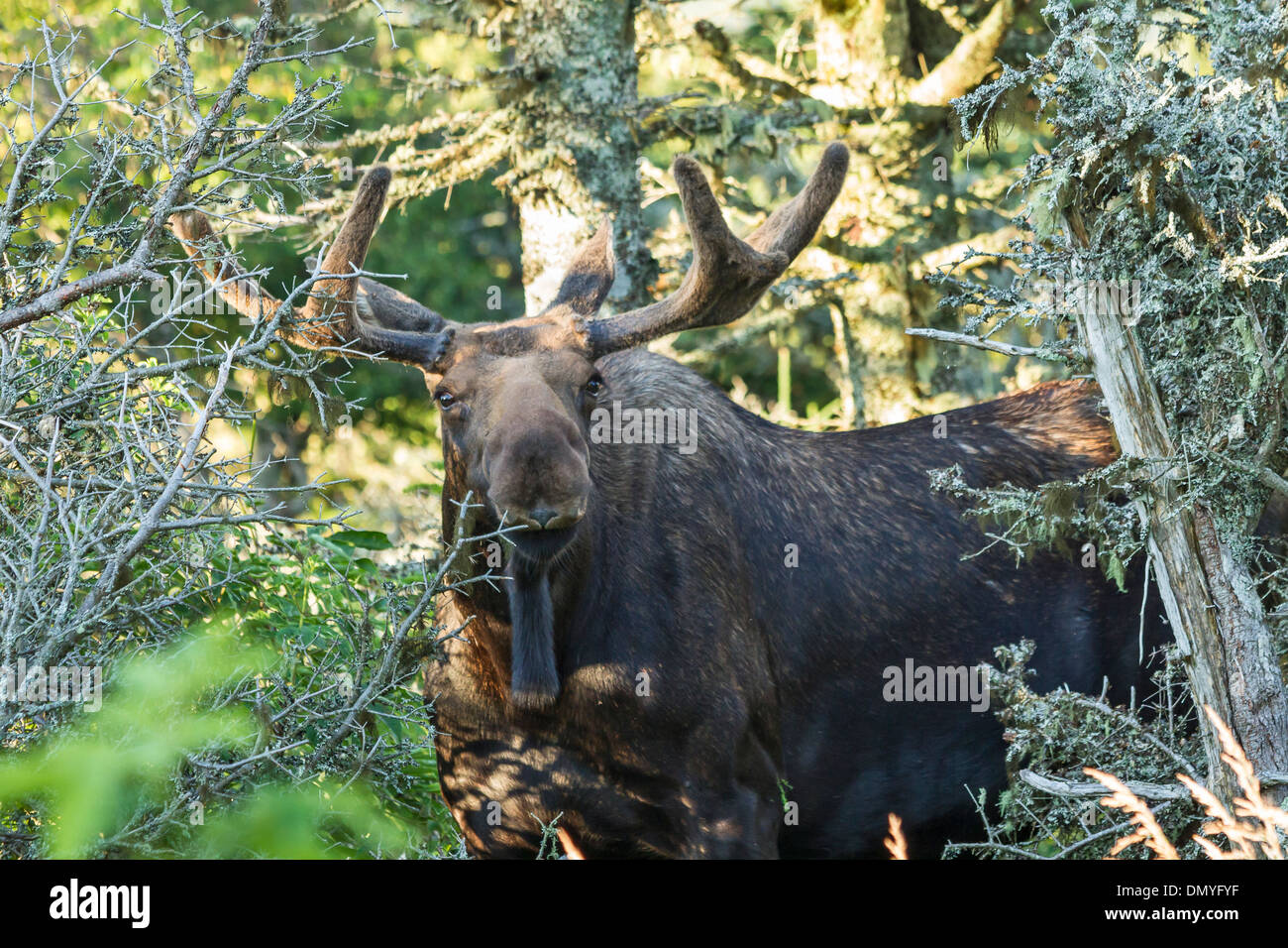 An inquisitive looking male moose off the Skyline Trail in Cape Breton