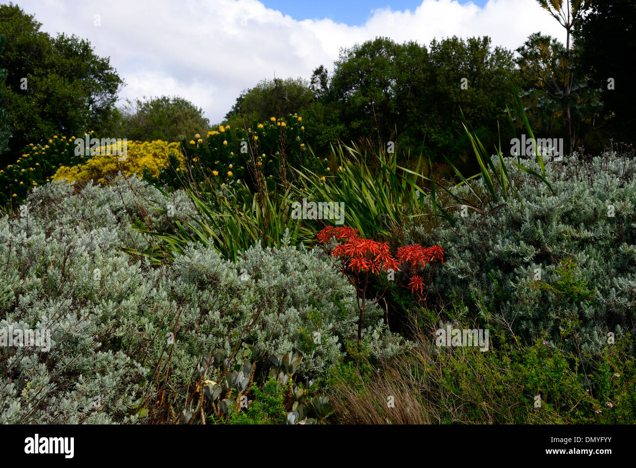 fynbos mixed planting plant combination kirstenbosch botanical gardens