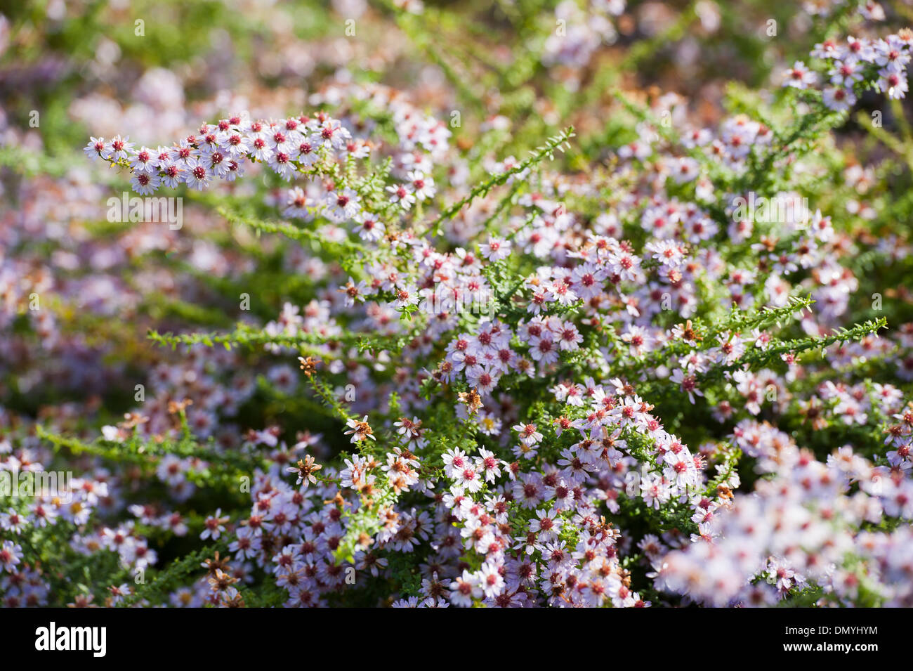 tiny pink aster flowers