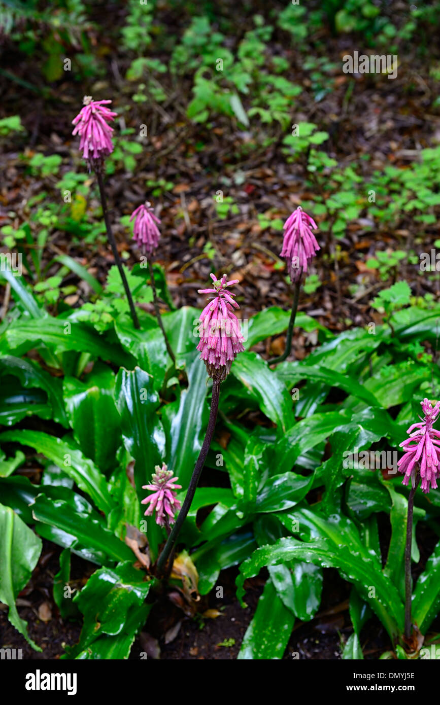 veltheimia bracteata Forest lily Sandui Lily Sand Onion Winter Red Hot Poker flowers pink flowers bloom blossom cape town Stock Photo