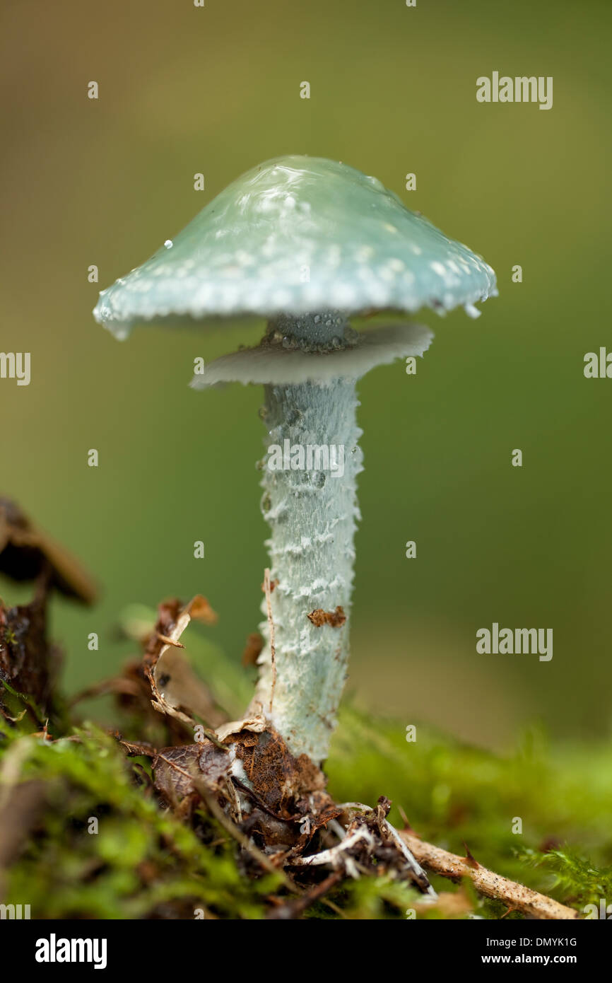 blue inedible mushroom (Stropharia aeruginosa) on moss Stock Photo