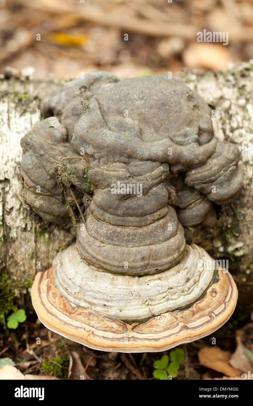 big mushroom (Fomes fomentarius) on trunk birch Stock Photo