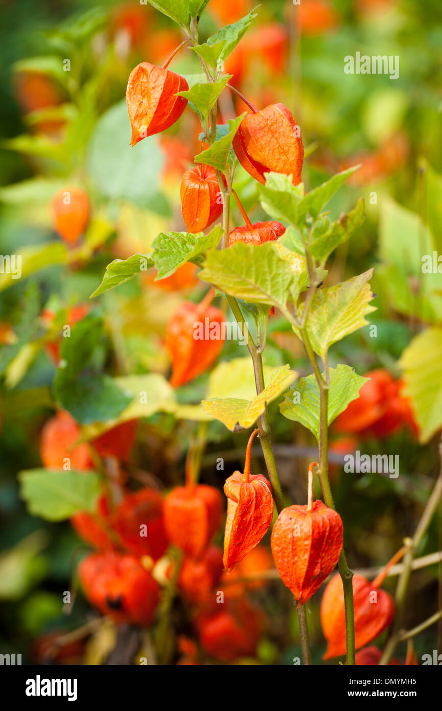 chinese lantern plant Stock Photo Alamy