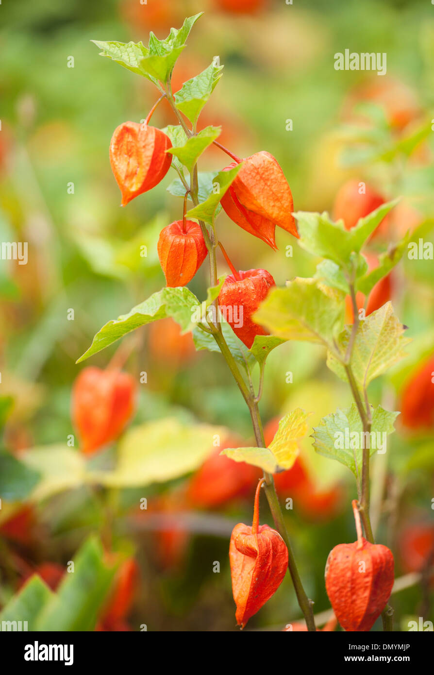 chinese lantern plant Stock Photo Alamy