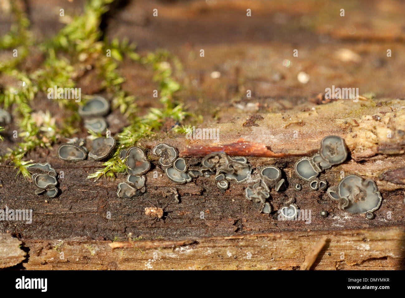 little mushrooms group (Humaria hemisphaerica) on trunk Stock Photo