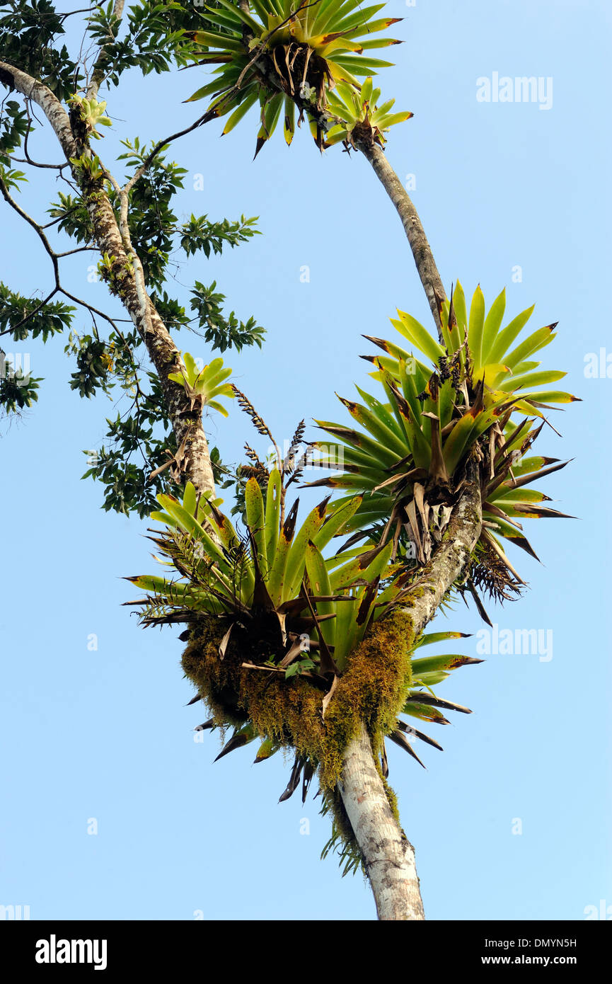 Epiphytes, ferns, orchids and bromeliads grow on a tree on th edge of the tropical rainforest on the Osa Peninsula. Costa Rica Stock Photo