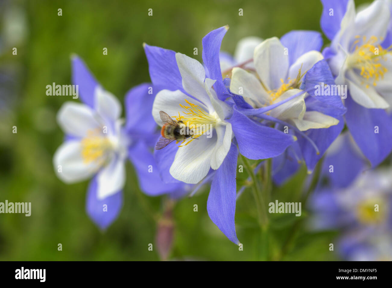 A bee finds nectar in Colorado's state flower, the Columbine Stock Photo Alamy
