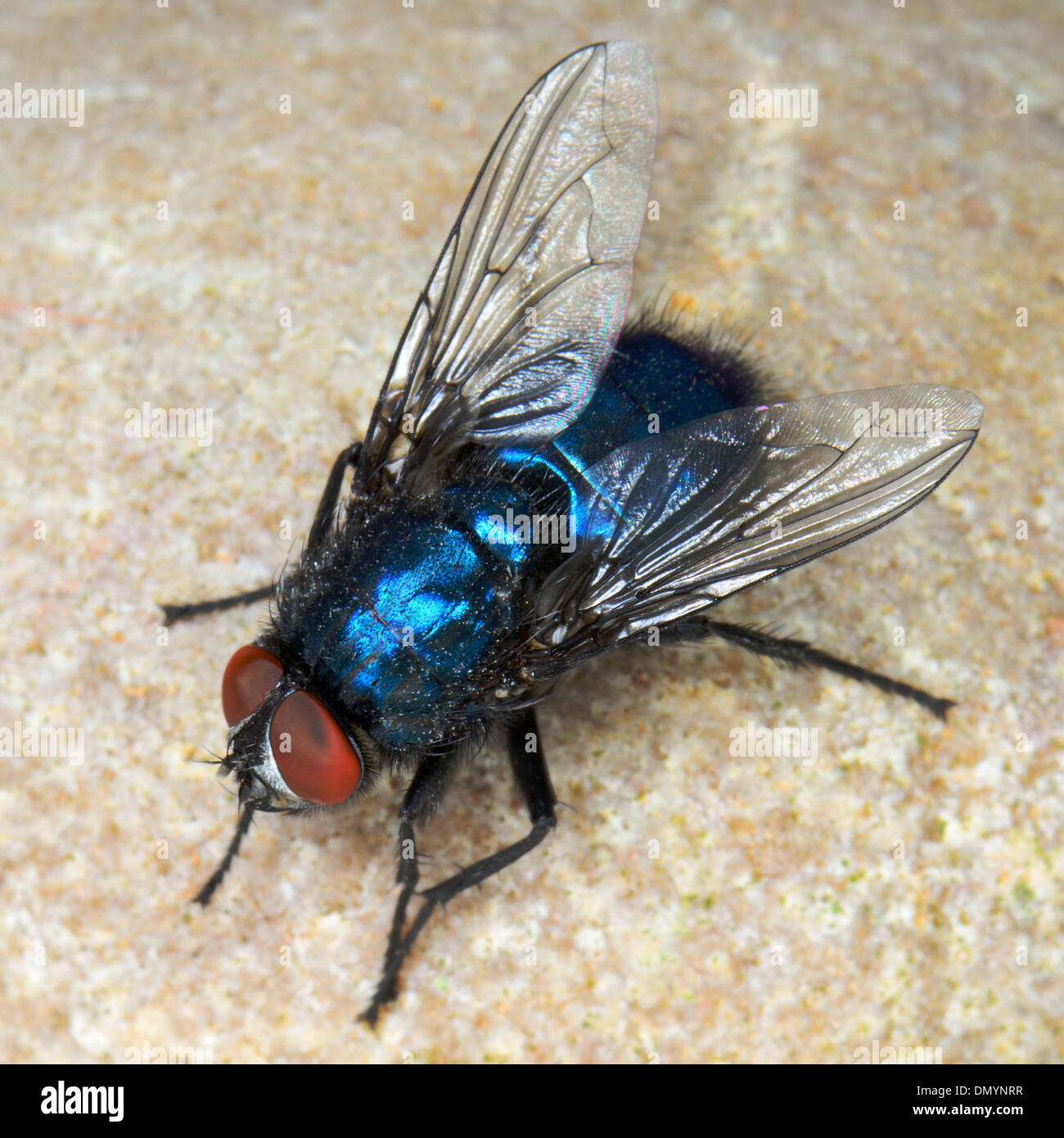 Close up of a Common bluebottle or blowfly,Calliphora vomitoria Stock Photo