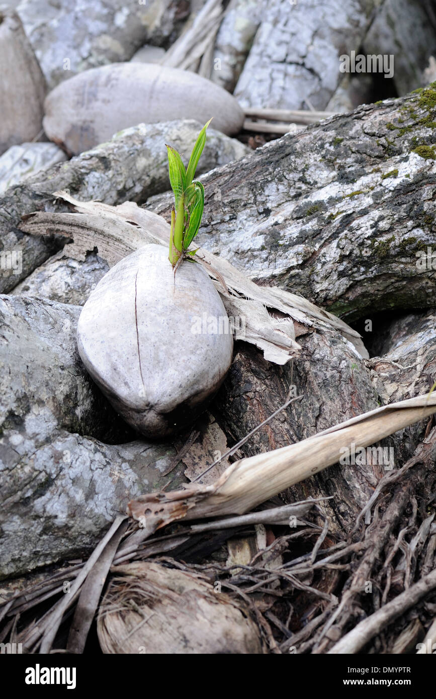 A coconut, fruit of the coconut palm (Cocos nucifera), splits and germinates amongst drift wood on the beach. Costa Rica Stock Photo