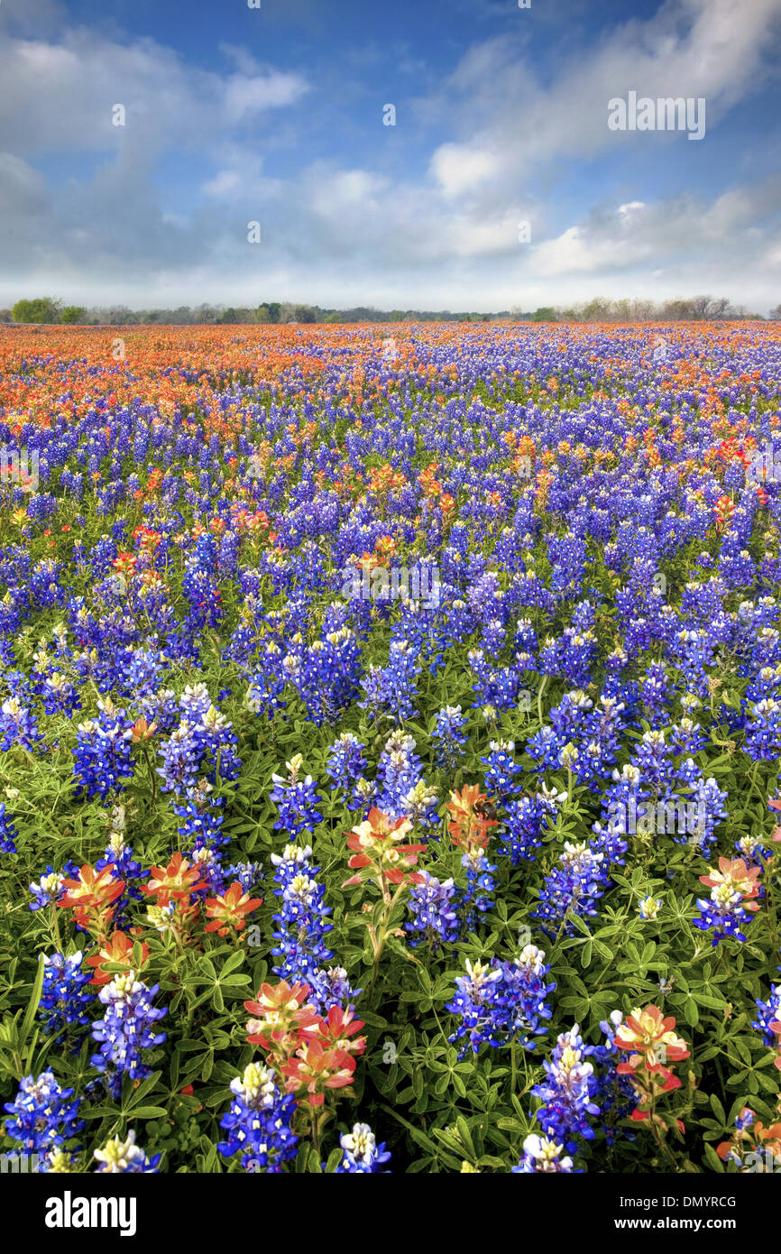Bluebonnets And Indian Paintbrush Some Of Texas Most Beautiful Wildflowers Paint A Field With Orange And Blue In Springtime Stock Photo Alamy