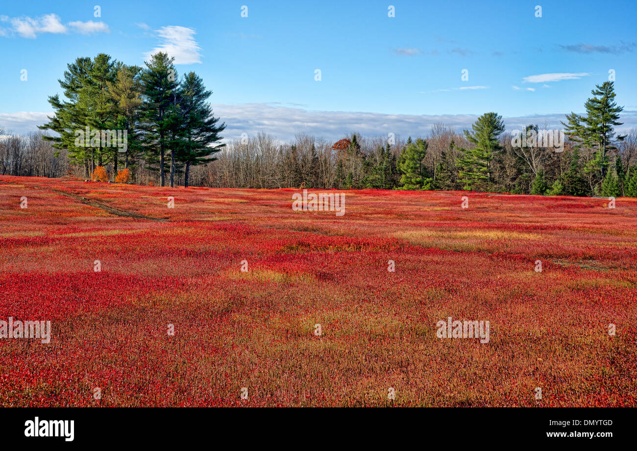 A large field of blueberry bushes as their leaves turn red in the very